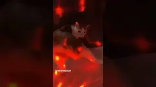 kucing dugem