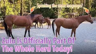 Do All Horses Speak The Same Language?