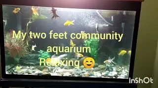 My two feet community aquarium relaxing 😁🐠🐟