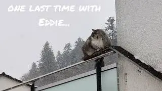 Norwegian Forest Cat: One last Time with Eddie 