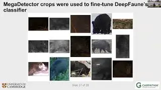 Real-time Wildlife Monitoring