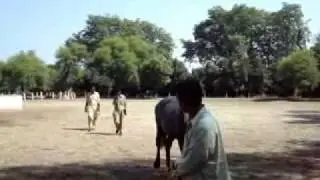 Remount Depot Mona Selection of new Horse for Zuljanah PART 2