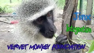 Large adult monkey Jinx integrated into monkey troop