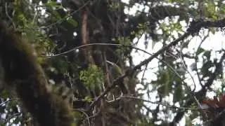 Emerald Toucanet