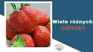 Sadzonki truskawek Flevoplant Polska Sp. z o.o.  Duraczewo