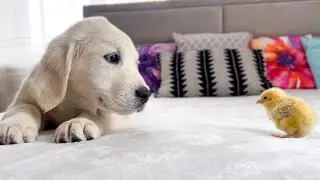 Golden Retriever Puppy Meets Tiny Chick for the First Time!