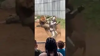Playing With Danger #lion #pets #wildlife #shorts