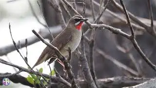 野鳥動画　いつもの公園で珍しくノゴマに遭遇