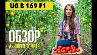 Обзор мясистого томата UG B 169 F1 - Помидор переносит ЖАРУ🌞