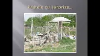 or.Leova Pastele cu surprize...