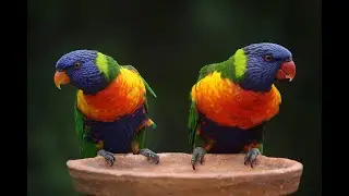 The SECRET to instant RELAXATION with this MUSIC!... СЕКРЕТ мгновенного РАССЛАБЛЕНИЯ!!...