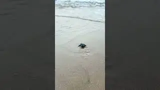 Tiny Steps, Big Courage 🐢💛 | Baby Sea Turtle Journey