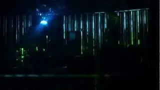 A Disco For Ferns