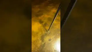 Flounder Gigging Orange beach Alabama #fish #fishing #fishinglife #flounder