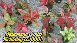Aglaonema combo including cc 1000/- contact 7558048200