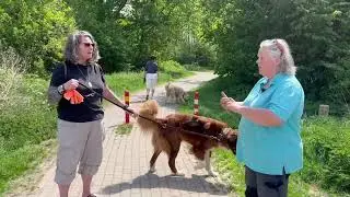 Hoe hondvriendelijk is de gemeente Haarlemmermeer? Verkiezing meest hondvriendelijke gemeente 2024