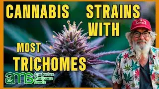 🔥 Cannabis Strains with the Most Trichomes: Maximum Potency and Sticky Resin 🌿✨💎
