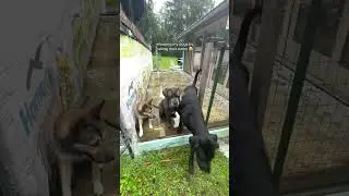 Выпускаю собак, зовя их по имени 😂🐶 Забавные моменты с мамами-собаками