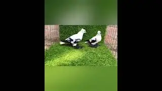 Fancy pigeon's lover only by showing for pigeon 