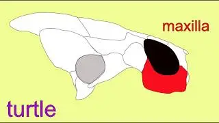 turtle skull bones