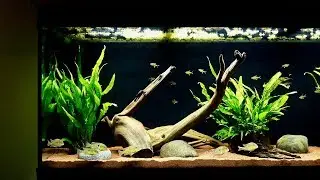 Geophagus Tapajos Red Head Cichlid Breeding Behavior