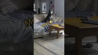 Я понятия не имел, что мой хаски воет дома один 😩 #хаски #хаски #собачийвой