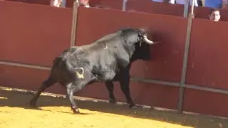 TORO BRAVO Golpea las Tablas con una Embestida Brutal! Perales de Tajuña (Madrid) 2024