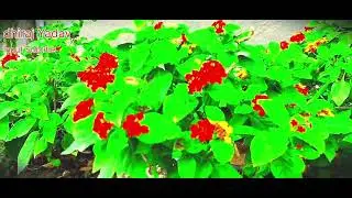 Gulab ke phool 💐💐💐💐 #bhojpurimus #bhojpuri #bhojpurimus #bhojpuri #100millon #bhojpurimus #100millon