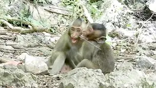 Baby monkey very cry call mom