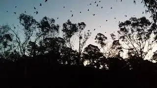 Flying Foxes at Yarra Bend Park