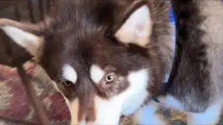 🫎Moose The Skiing Snow Dog ‼️LIVE ‼️#husky #malamute #sports