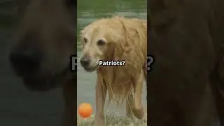If NFL Teams Were Animals  - A Wild Matchup