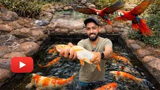 🔥Now we can put the fish in.. the pond looks like this | Backyard aviary update