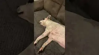 Doggo #dog #fyp #goviral