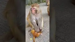 monkey mother hit her baby #monkey #shorts