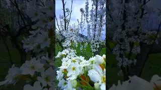 Mesmerizing Flower Gardens: A Paradise for Flower Lovers 🌷🌸 #flowers #shorts