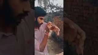 Sparrow , You Know one Thing They Are innocent creature's Please Save them 🙏