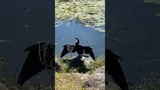 Water birds doing their things 19/10/2025