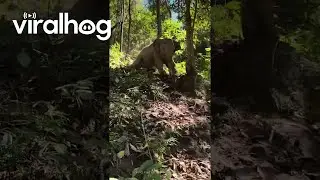 Baby Elephant Slides Down a Hill || ViralHog