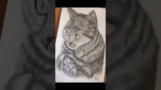 Graphite pencils sketch of CuteCat#animals #art #cat #artist #artwork #drawing  #sketch #easydrawing