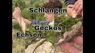 Schlangen, Geckos, Echsen - Expeditionstour auf Ibiza