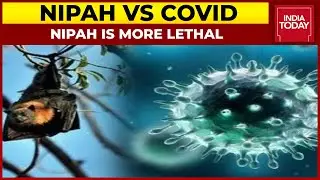 Nipah Vs COVID: COVID Does Not Spread From Animals To Humans Like Nipah, COVID Is Not Lethal