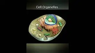 Cell : The Basic Unit of Life (Part-3), Cell organelles, Class-6 [ICSE]