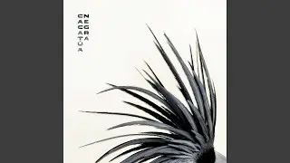 Cacat&uacute;a Negra