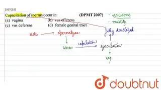 Capacitation of of sperm occurs in:
