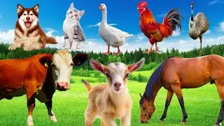 Animal Funny Video - Cow, Cat, Dog, Chicken, Duck, Goat - Farm Animals Sounds