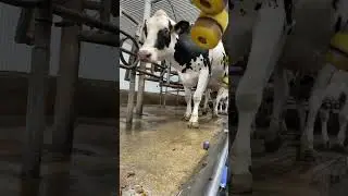 Dairy Farm Work #dairyherd #farmanimals #cutecalf #farmkid
