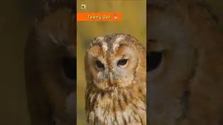 Clear Tawny Owl Sounds (Close-Up Recording of Hoots)