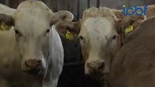 Gene Ireland -  The ICBF Beef Progeny Test Centre