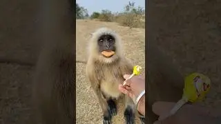 Cute Monkey Eating Biscuit 🐒🍪